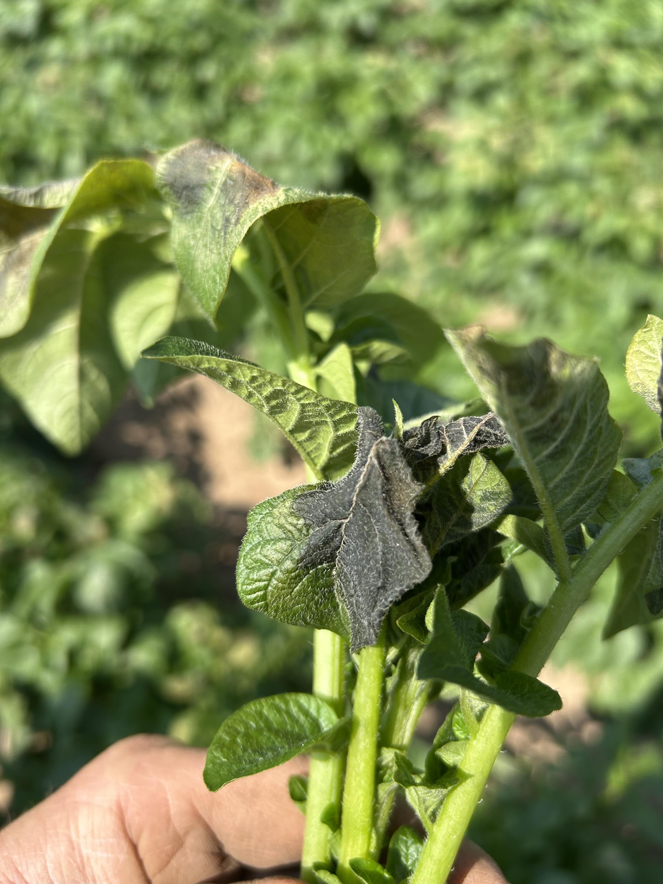 Frost damaged potatoes.jpeg